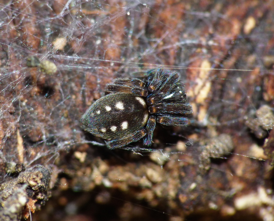 Nurscia albomaculata